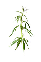 Hemp leaf collage isolated on a white background. Cannabis plant