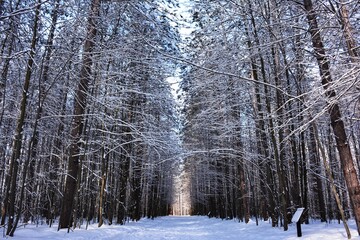 Winter forest trail, Pine Grove, Greenbelt in Ottawa, Canada