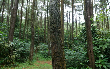 Beautiful and dense pine forest at the foot of Mount Salak.