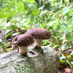 mushroom in the forest