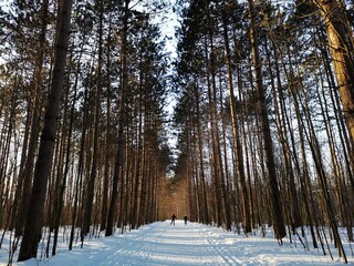 Walking in the winter forest on a sunny day, Pine Grove, Greenbelt in Ottawa, Canada