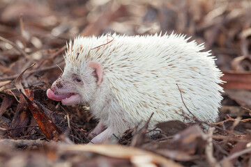 Obraz premium Milk hedgehog or mini hedgehog