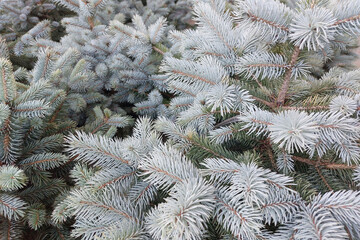 The tops of a blue spruce. View from above. Creative background for christmas