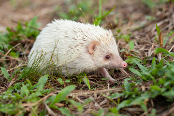 Milk hedgehog or mini hedgehog