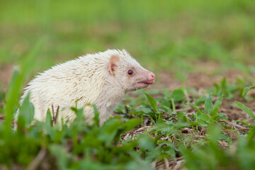 Milk hedgehog or mini hedgehog