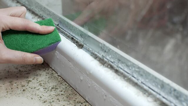 Black mold fungus growing on windowsill. Dampness problem concept. Condensation on the window.