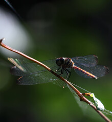 dragonfly perch on tree branch