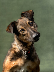 Portrait of a dog on a green canvas, studio shot