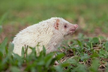Milk hedgehog or mini hedgehog
