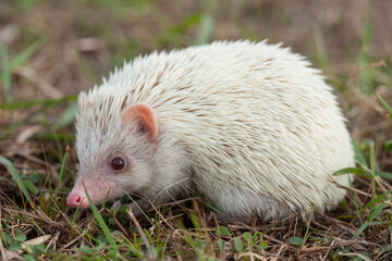 Milk hedgehog or mini hedgehog