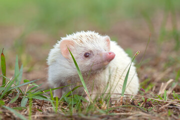 Milk hedgehog or mini hedgehog