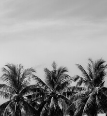 coconut tree in black and white