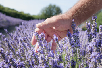 A male hand gliding tops of lavender aromatic plants in blossom close up. Purple fresh flowers field landscape in sunny day. blue sky background.