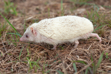 Milk hedgehog or mini hedgehog