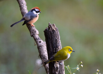 Naklejka premium black-throated tit and indian white-eye birds