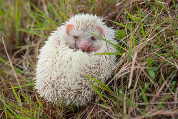 Milk hedgehog or mini hedgehog