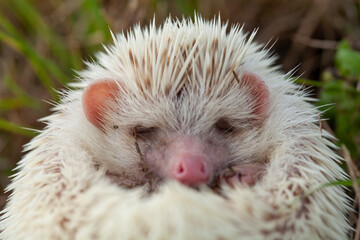 Milk hedgehog or mini hedgehog