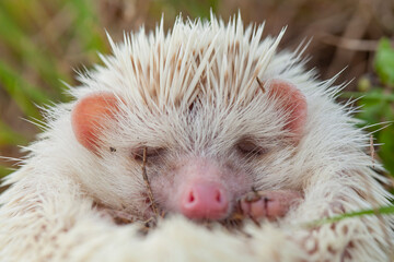 Milk hedgehog or mini hedgehog