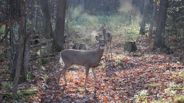 White-tailed doe (Odocoileus virginianus) in the forest during autumn snorting, blowing and stomping to signal danger. 
