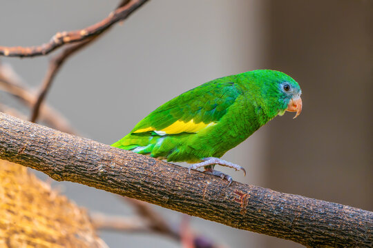 White-winged parakeet