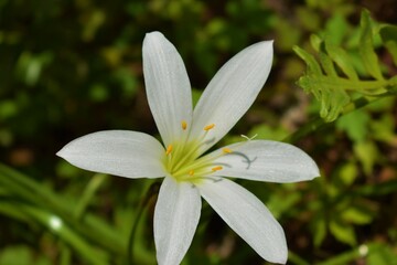 Obraz premium white flower in the garden