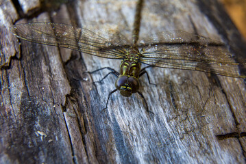 A dragonfly (shadow darner) sunning itself on a felled tree trunk to dry off some moisture.