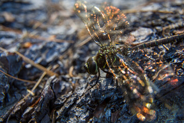 A dragonfly (shadow darner) sunning itself on a felled tree trunk to dry off some moisture.