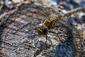 A dragonfly (shadow darner) sunning itself on a felled tree trunk to dry off some moisture.