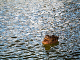 池でくつろぐカモ
