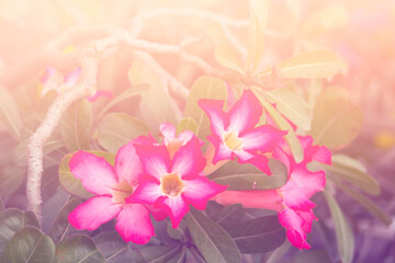 Fototapeta na wymiar Pink Desert Rose flower, Adenium obesum