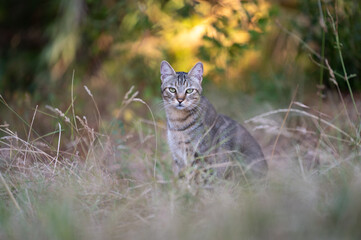 beautiful domestic cat sitting outdoor. cat life in countryside