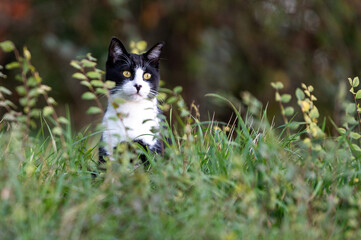 Naklejka na ściany i meble beautiful black and white young cat in the garden. yellow eyes cat.