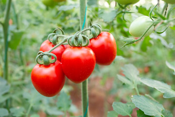 Organic fresh tomatoes on the branch, tomato field