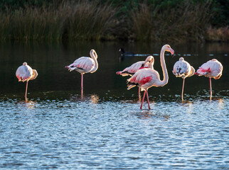Pink flamingos in the Poltu Quadu pond, Olbia - Sardinia