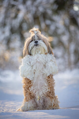 shih tzu dog stands in the forest in winter
