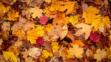 Autumn in the Forest at Stokes State Forest New Jersey