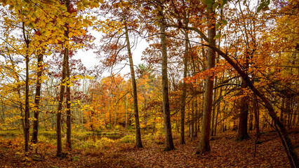 Autumn in the Forest at Stokes State Forest New Jersey