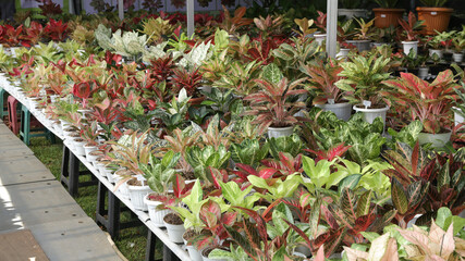 Beautiful Indonesian Aglaonema ornamental plant, on display at the plant shop