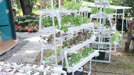 Green vegetable tree growing in hydroponic system flowing water and fertilizer automation in planting plot, Eco 4.0 organic modern smart farming technology