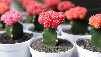 Ornamental plant (cactus) Cactaceae, isolated close-up. Gymnocalycium Grows in Greenhouses. Cactus gardening tools. How to plant, Decorative. Trendy cactus collection on cactus green background.