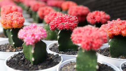 Ornamental plant (cactus) Cactaceae, isolated close-up. Gymnocalycium Grows in Greenhouses. Cactus...