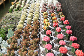 Ornamental plant (cactus) Cactaceae, isolated close-up. Gymnocalycium Grows in Greenhouses. Cactus gardening tools. How to plant, Decorative. Trendy cactus collection on cactus green background.