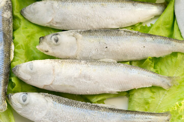 Frozen capelin fish laid out on lettuce leaves