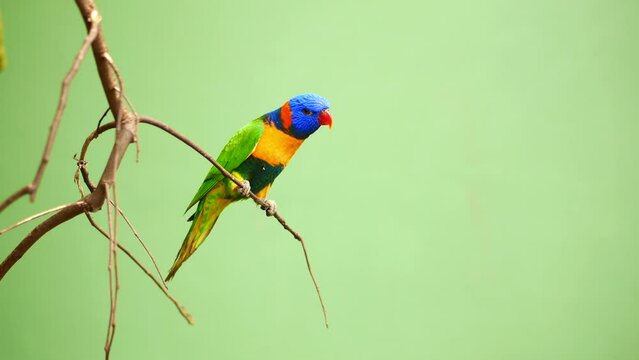 Colorful Macaw Bird against green background 