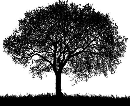 Black vector silhouette of a medium sized tree in spring on a white background.