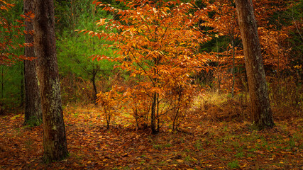 Autumn in the Forest at Stokes State Forest New Jersey