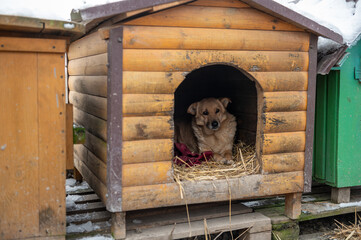 Dog at the shelter. Lonely dog in cage. Portrait of homeless dog in animal shelter cage.