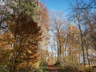 Obraz premium Kandern in Black Forest in southwest Germany. Path covered of dead leaves and lined with beeches and evergreens with beautiful colored fall foliage under a blue sky
