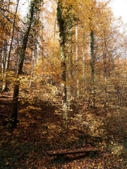 Obraz premium Autumn colors in the heart of a dense forest in Margrave's Land (Markgräflerland) at the foot of the Black Forest in Germany