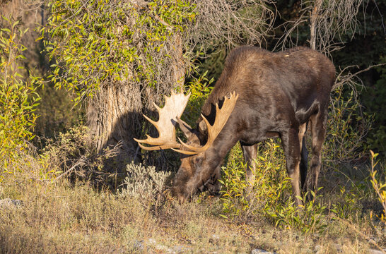 Bull shiras Moose During the Rut in Wyoming in Autumn